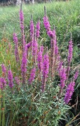 Lythrum salicaria / Vrbica vrbolist