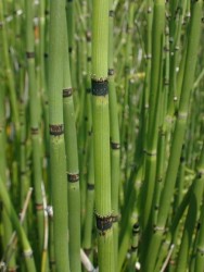 Equisetum hyemale / Praslika zimn