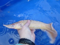 jeseter alb�n detail