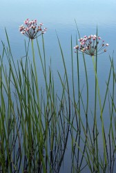 Butomus umbellatus / Okrasa okolkat