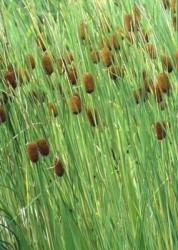 Typha minima / Plka najmenia