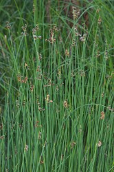 Scirpus lacustris / kripina jazern